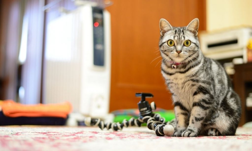 เลี้ยงแมวครั้งแรก เตรียมอะไรบ้าง