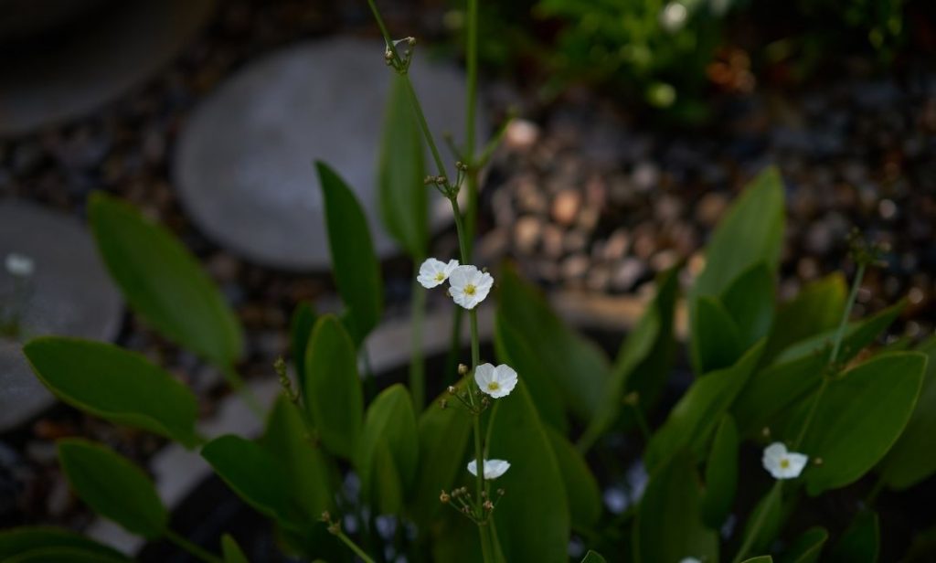 ต้นไม้ปลูกในน้ำ ทนแดด