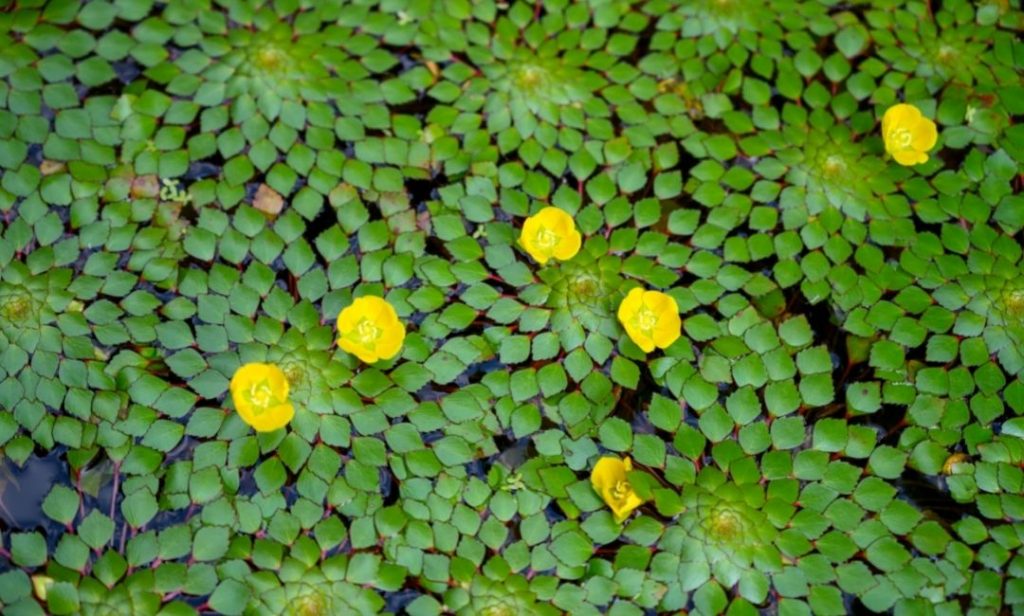 ต้นไม้ปลูกในน้ำ ทนแดด