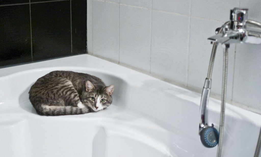 แมวชอบตามเข้าห้องน้ำ