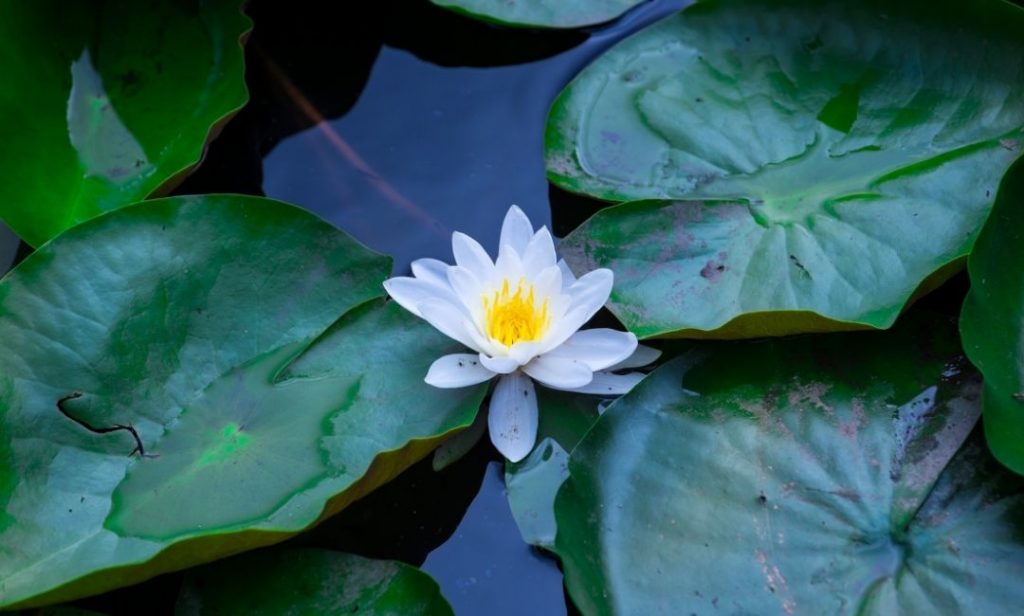 ต้นไม้ปลูกในน้ำ ทนแดด