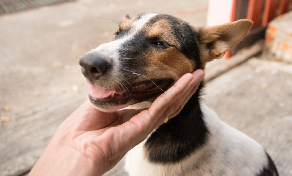 สุนัขไม่ยอมตัดขน