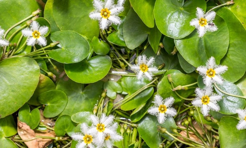 ต้นไม้ปลูกในน้ำ ทนแดด