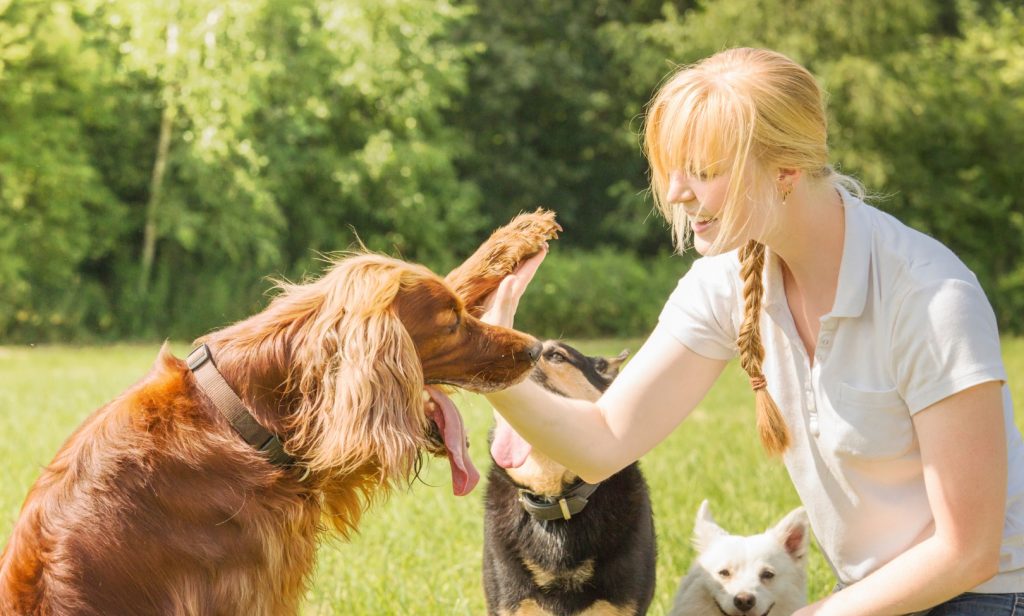 วิธีฝึกลูกสุนัข