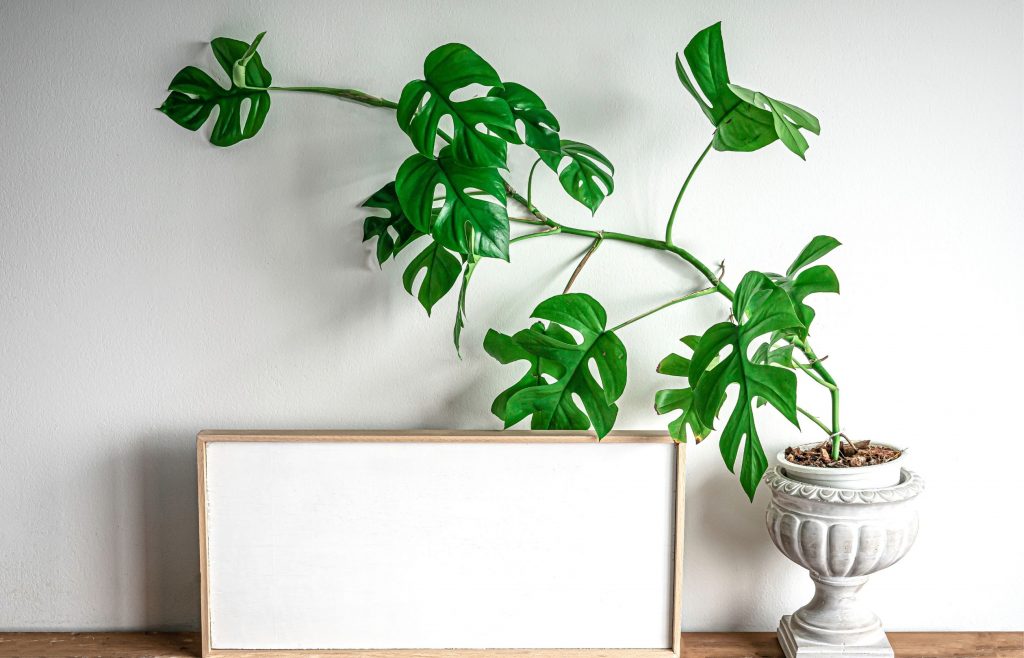 ไม้เลื้อยในร่ม