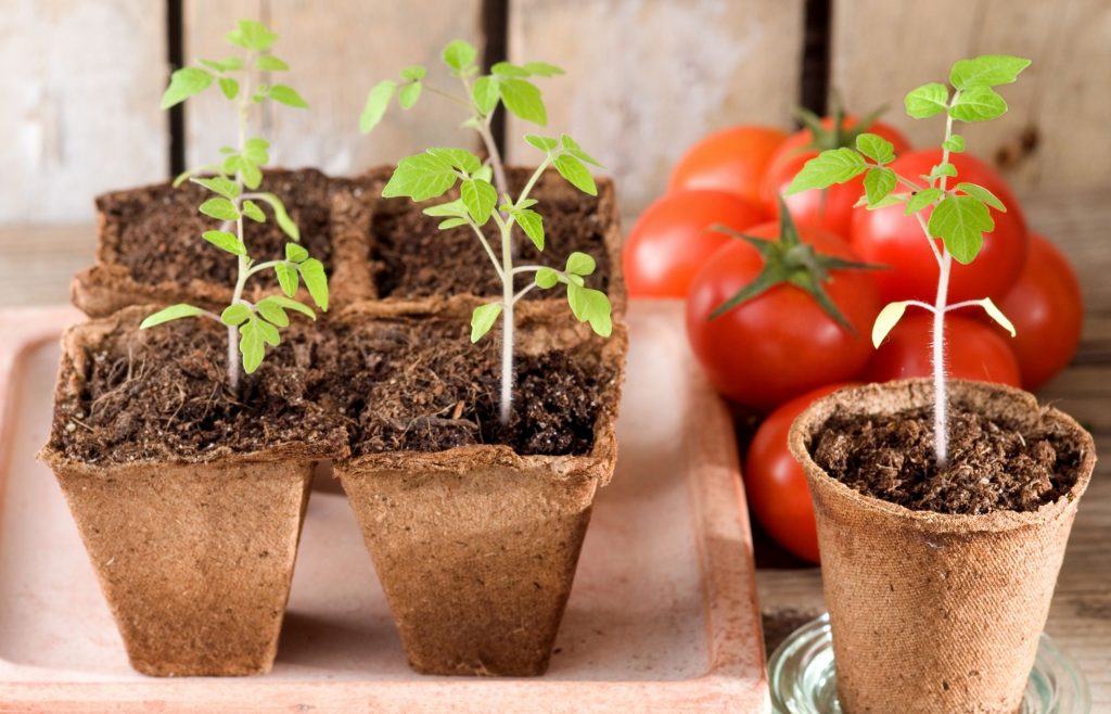 ผักที่ปลูกง่าย