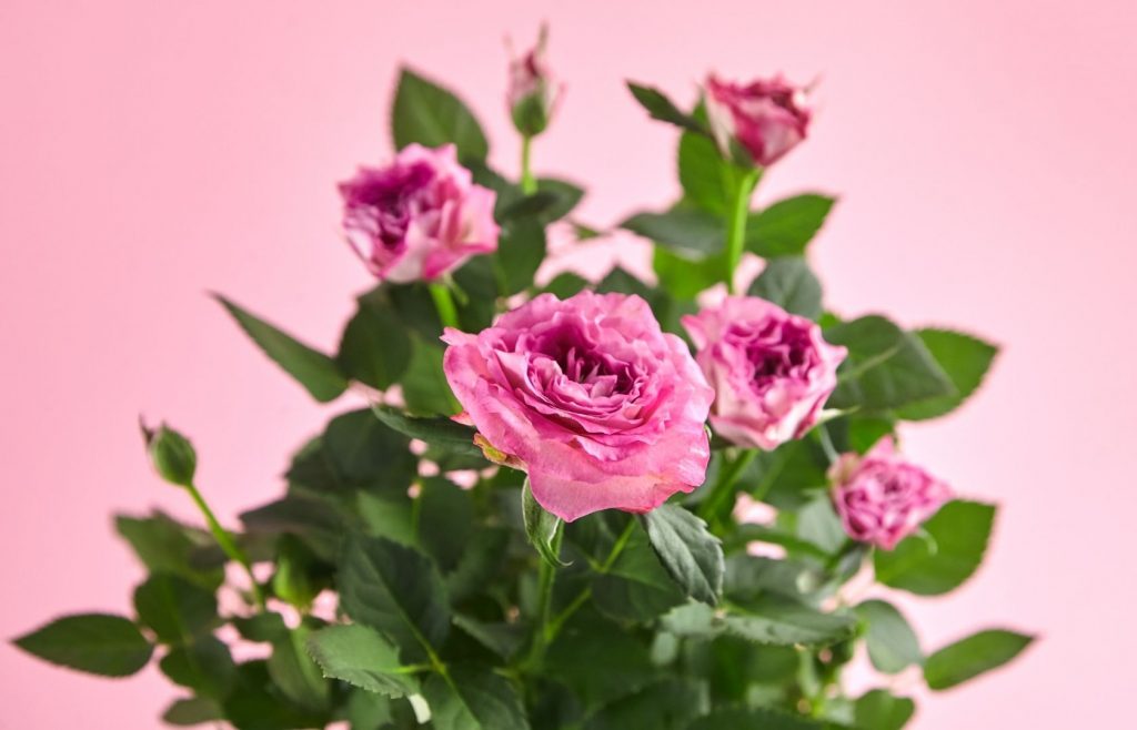 ปลูกกุหลาบในกระถาง