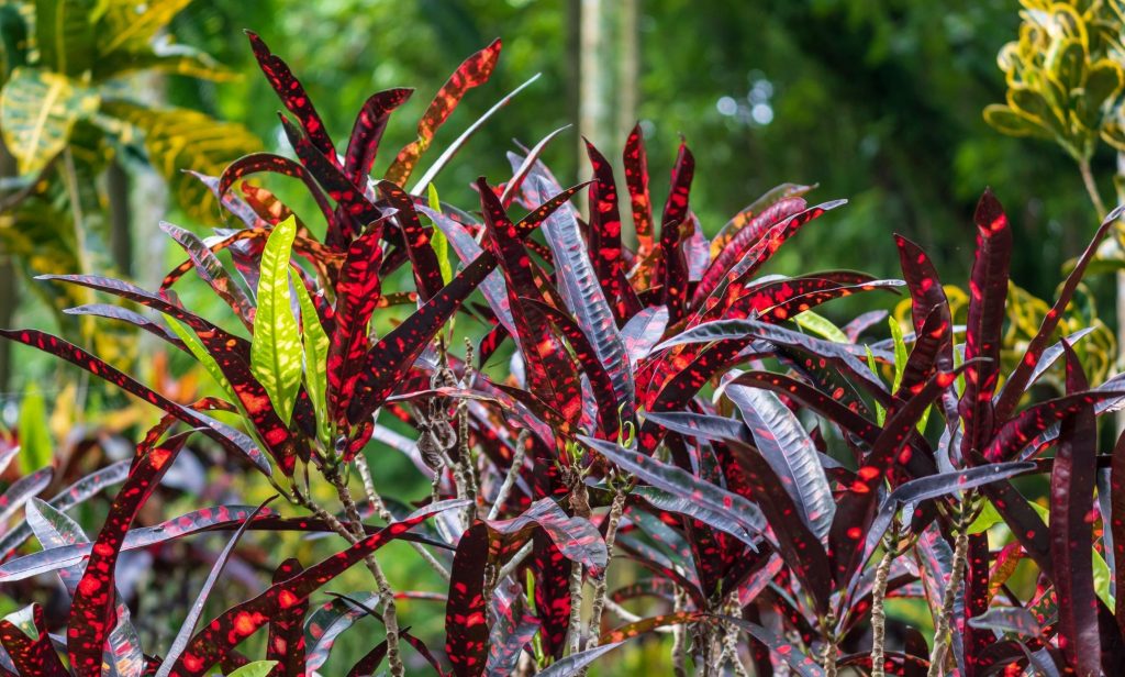 ไม้ใบสีแดง