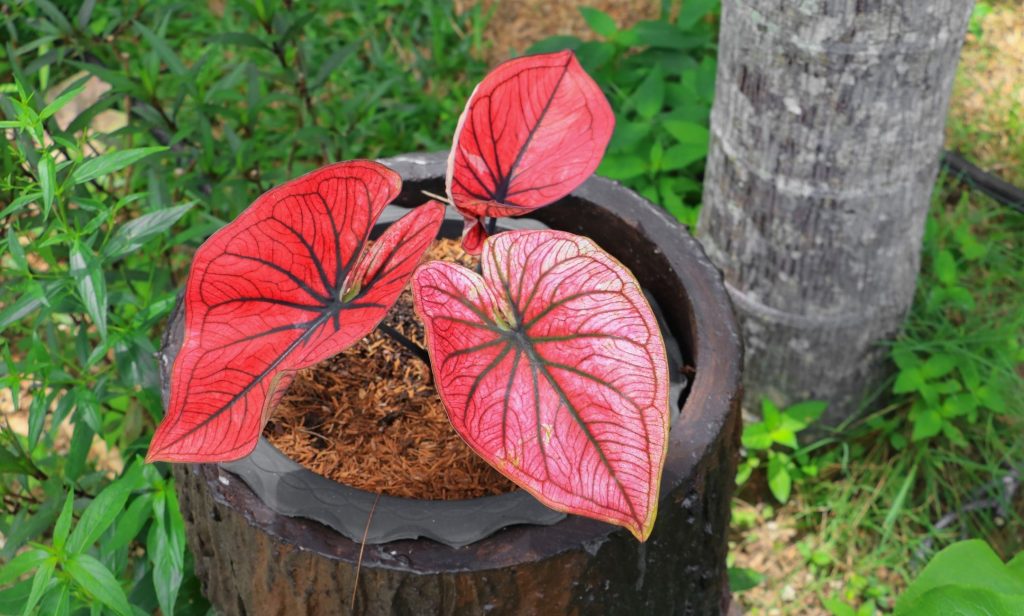 ไม้ใบสีแดง