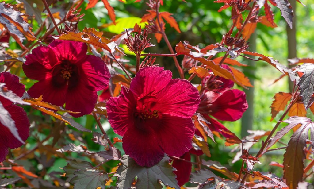 ไม้ใบสีแดง