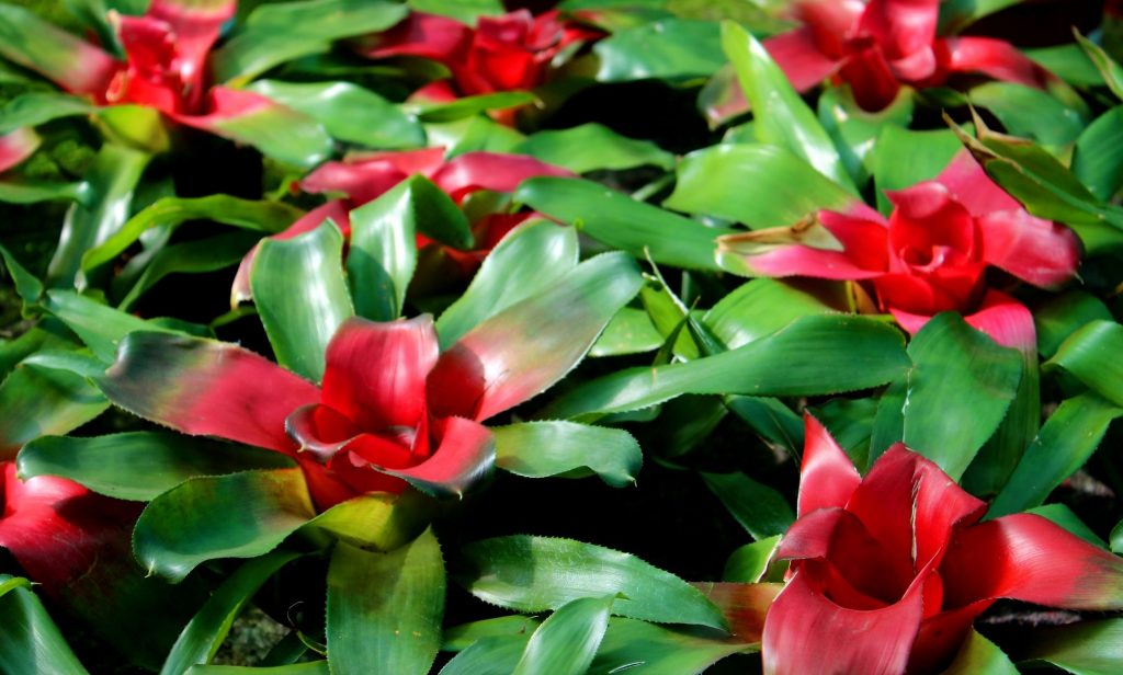 ไม้ใบสีแดง