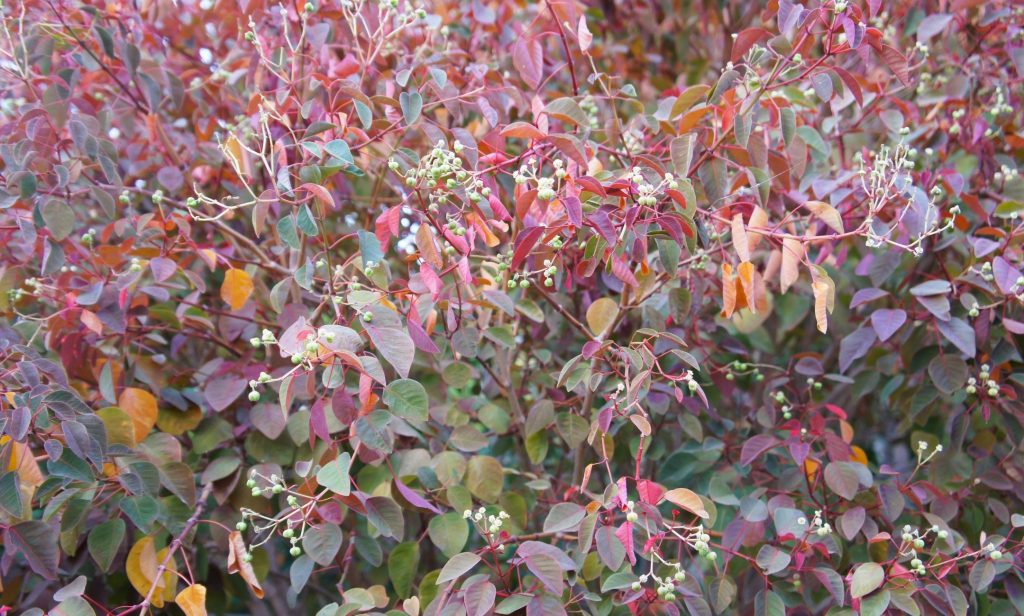 ไม้ใบสีแดง