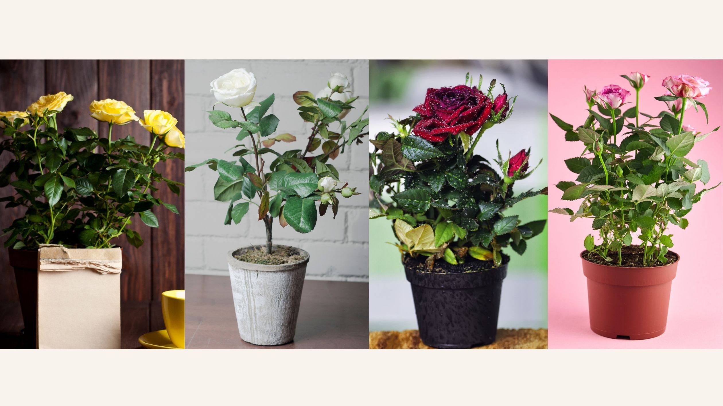 ปลูกกุหลาบในกระถาง