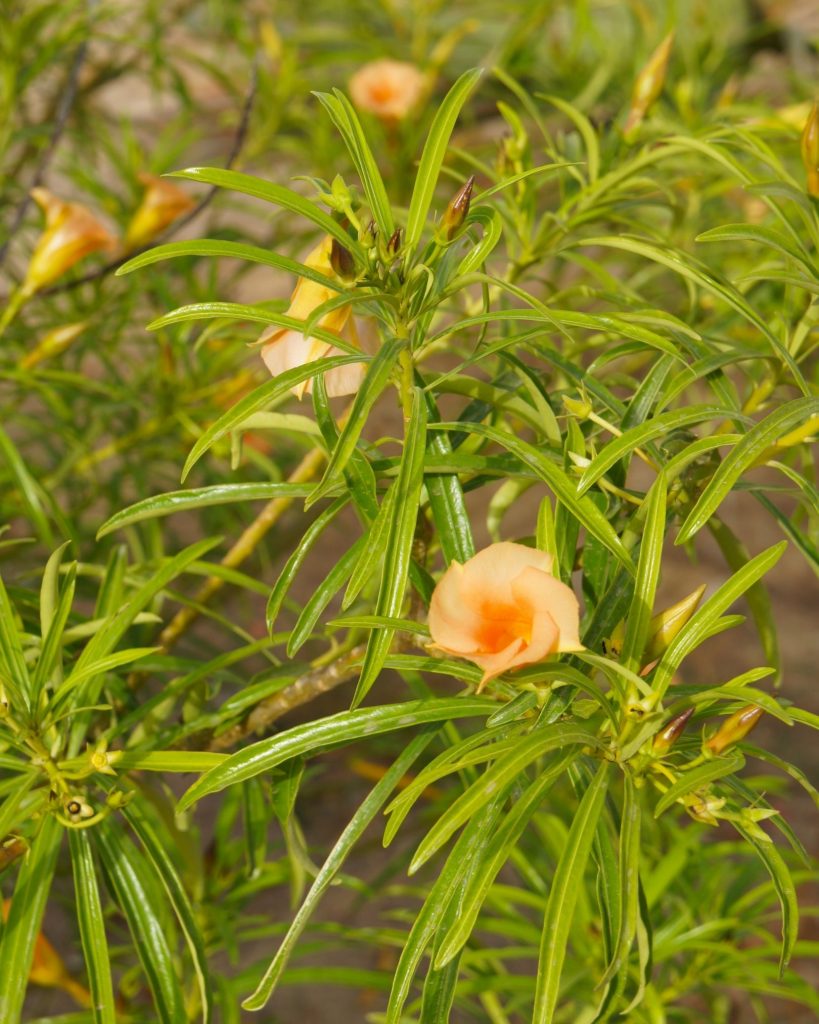 ไม้บังแดด พื้นที่น้อย