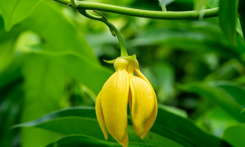 ไม้บังแดด พื้นที่น้อย