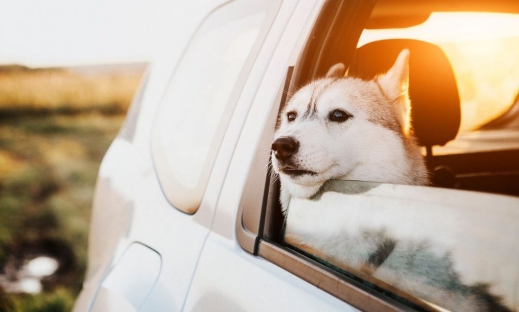 สุนัขขี้กลัว