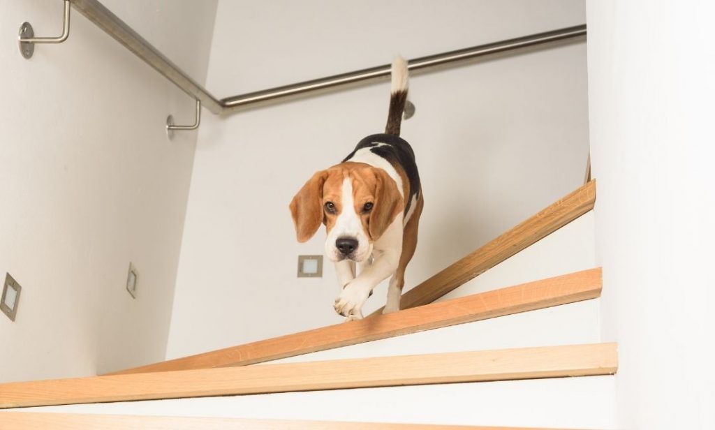 สุนัขขี้กลัว