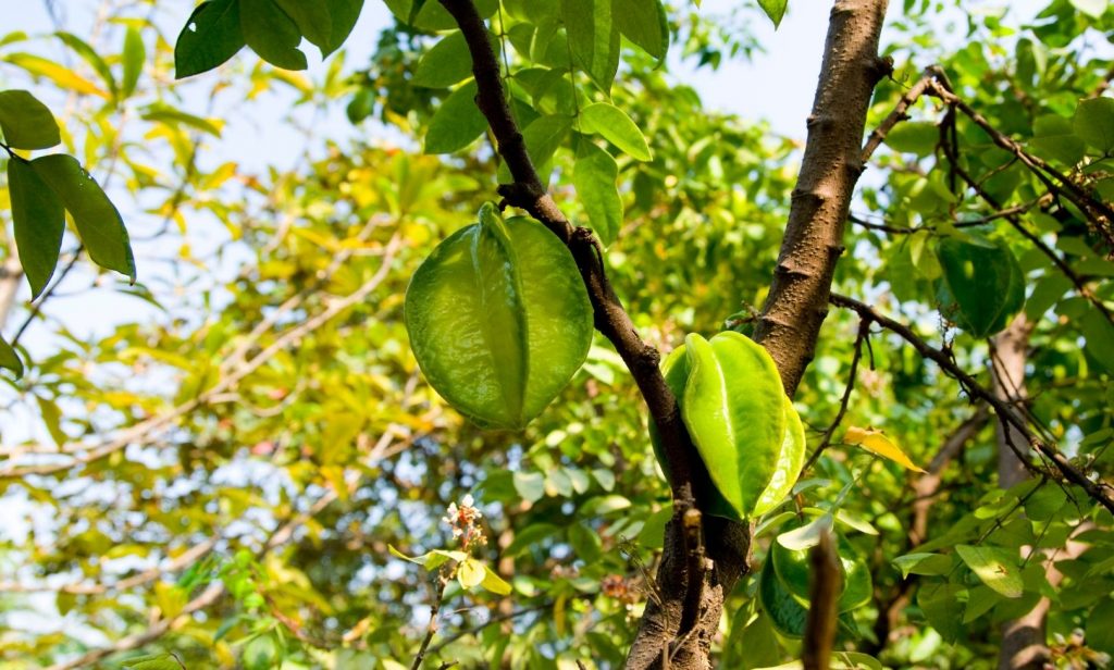 ไม้บังแดด พื้นที่น้อย