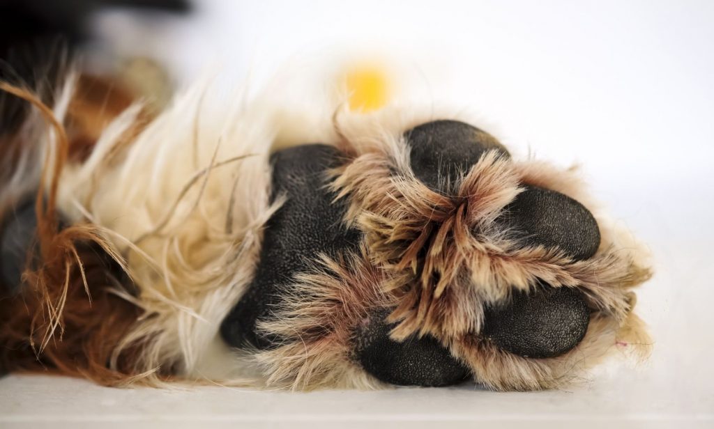 อุ้งเท้าสุนัข