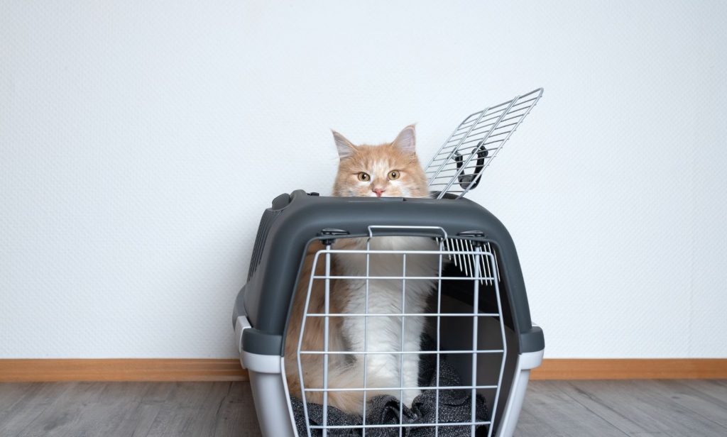 พาแมวไปหาหมอ