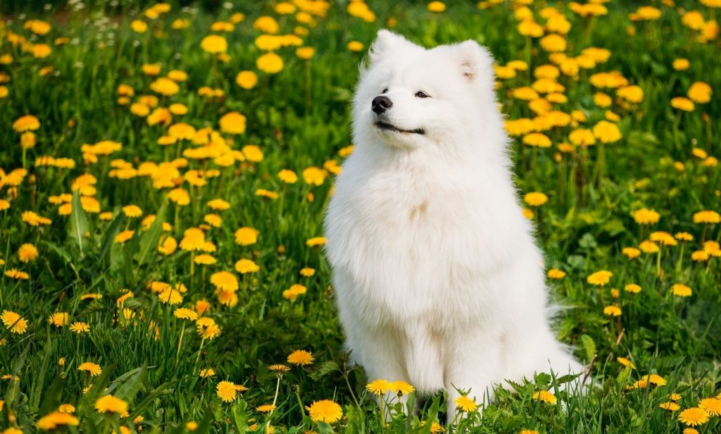 สุนัขสีขาว