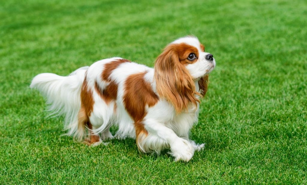 สุนัขไม่ค่อยเห่า