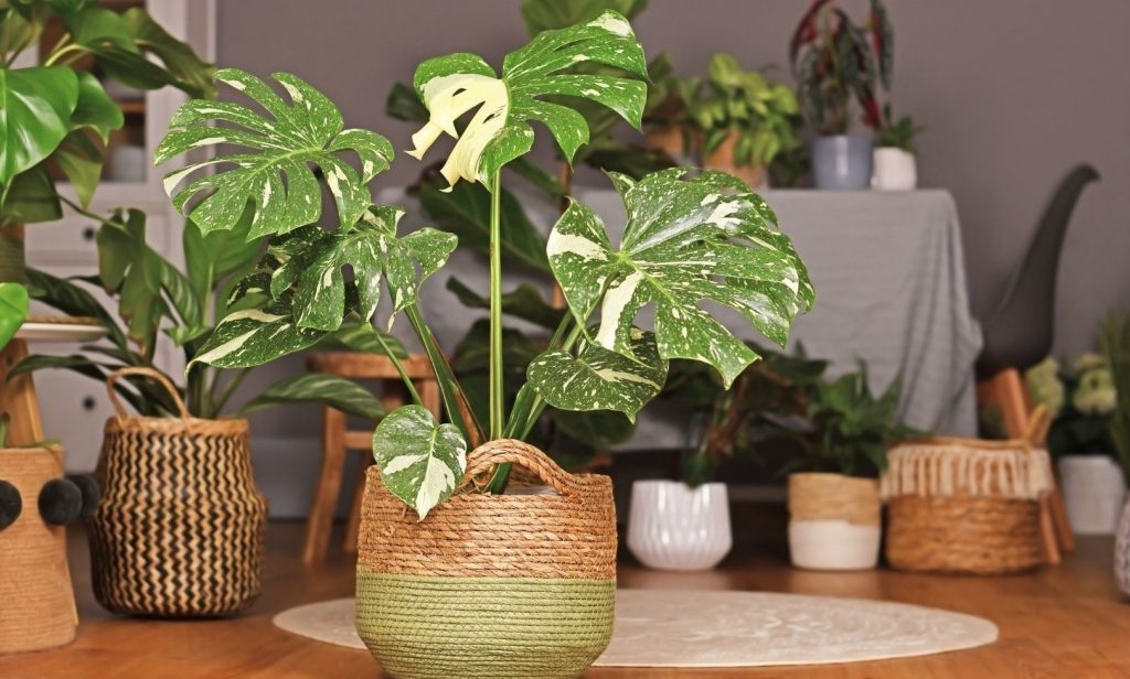 ไม้ด่างทำยังไง
