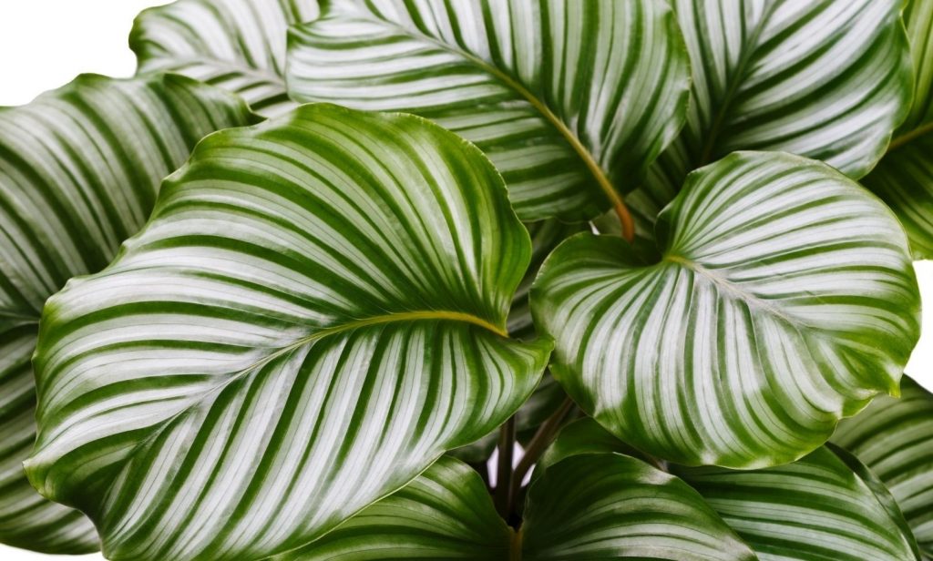 ไม้ใบในร่ม