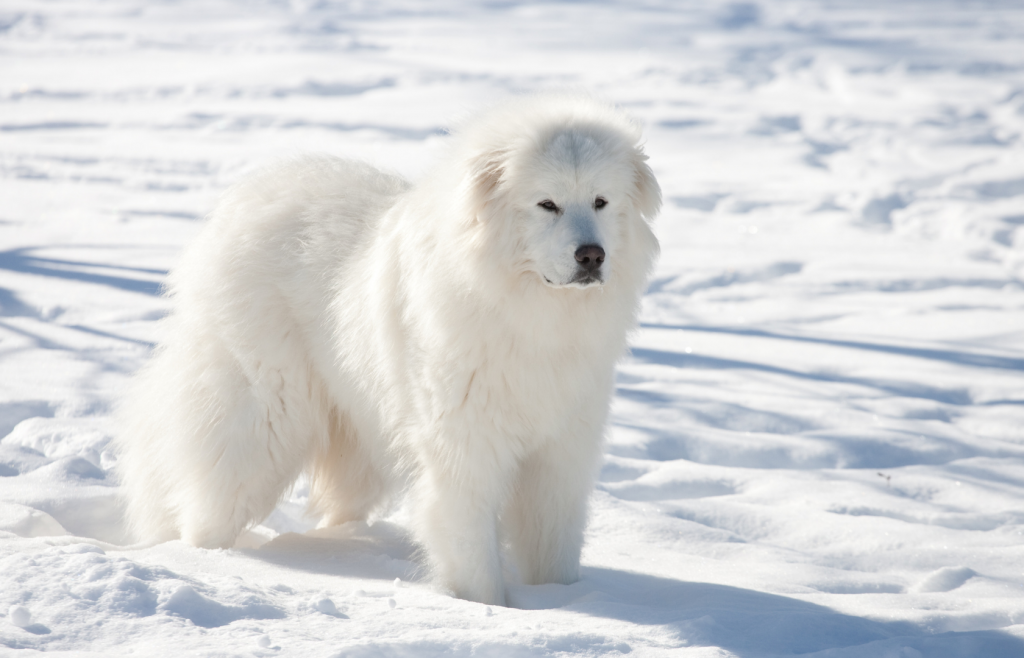 สุนัขพันธุ์ขนยาว