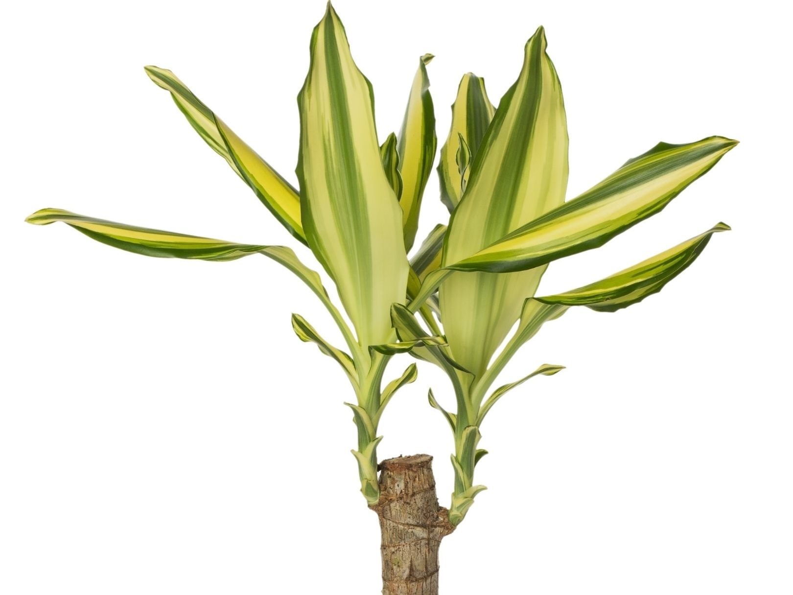 ต้นไม้แคระ ฟอกอากาศ