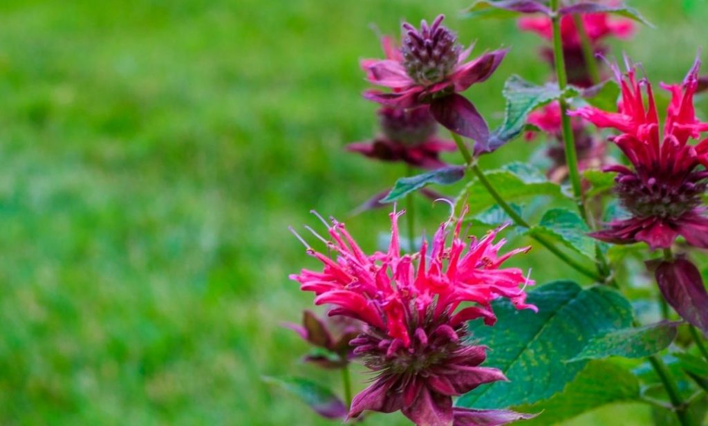 ดอกไม้ที่ทําชาได้