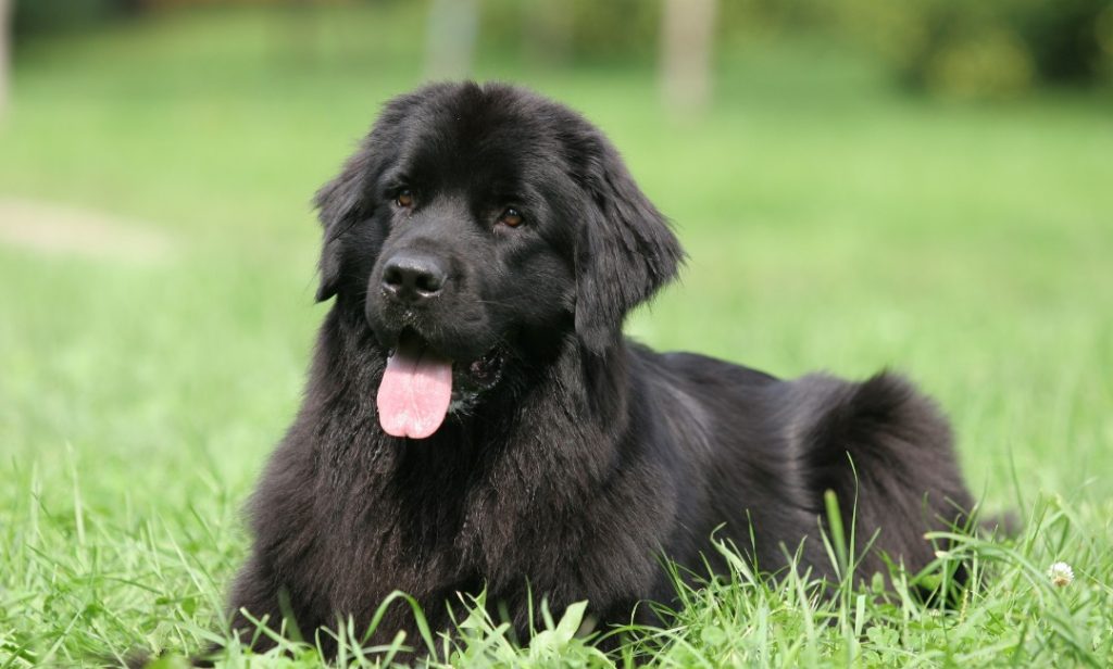 สุนัขไม่ค่อยเห่า