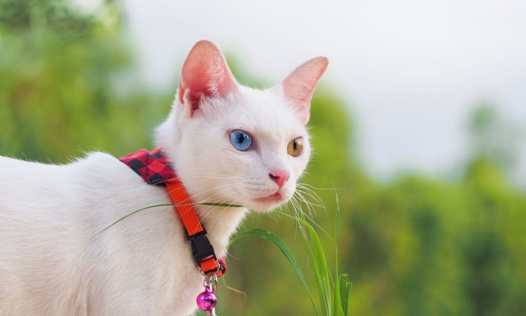 แมวสีขาว