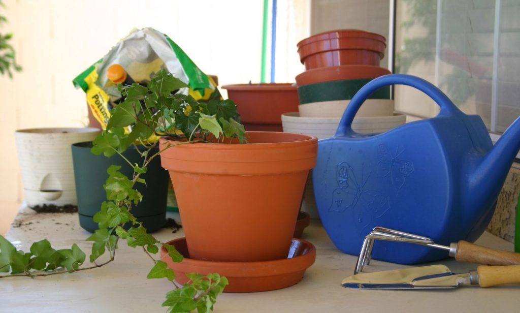 รดน้ำต้นไม้ในบ้าน