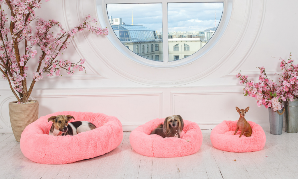 เลี้ยงสุนัขในคอนโด