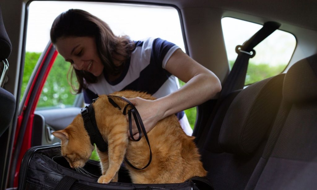 พาแมวไปหาหมอ