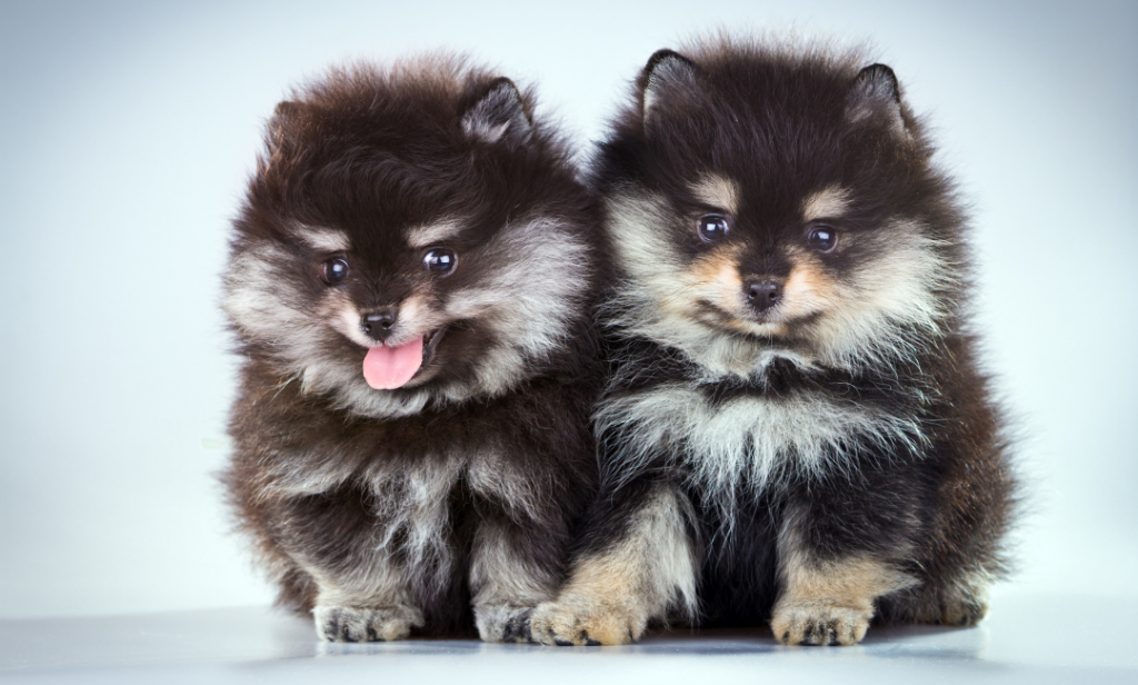 สุนัข สีแบล็คแทน