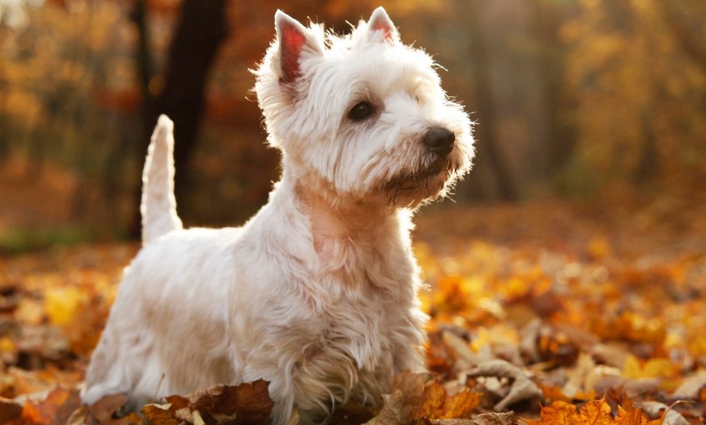 สุนัขสีขาว