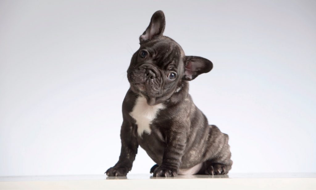 สุนัขไม่ค่อยเห่า