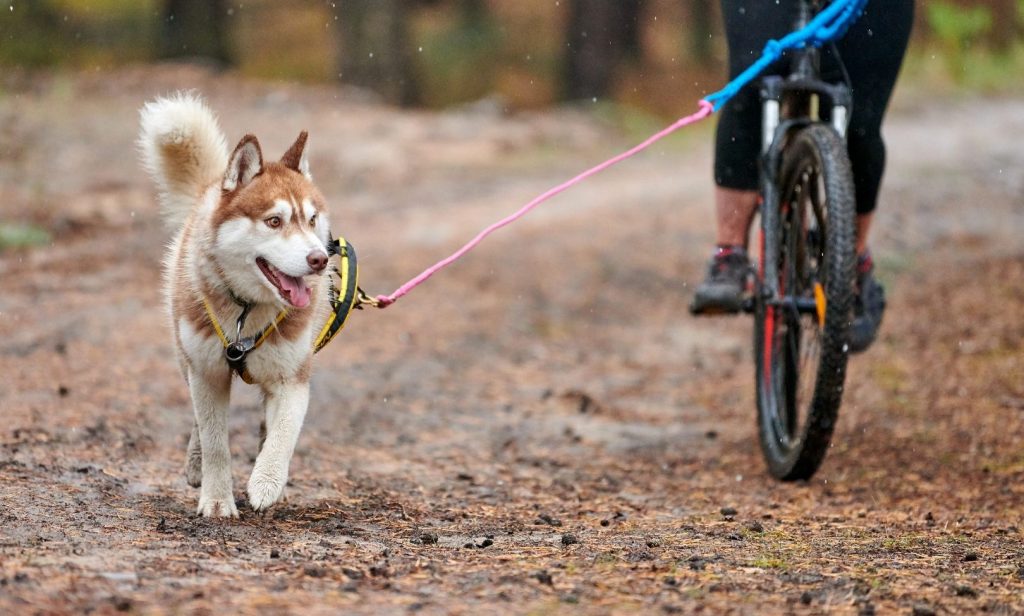 ออกกำลังกายสุนัข