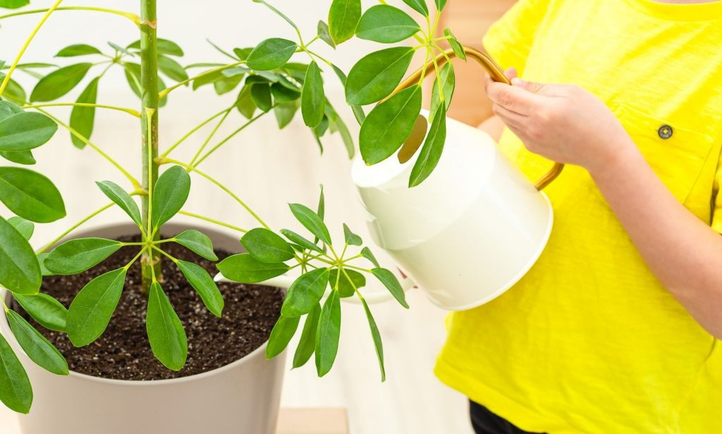 รดน้ำต้นไม้ในบ้าน