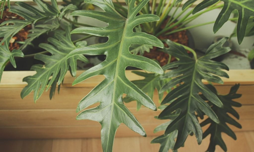 ไม้ใบในร่ม