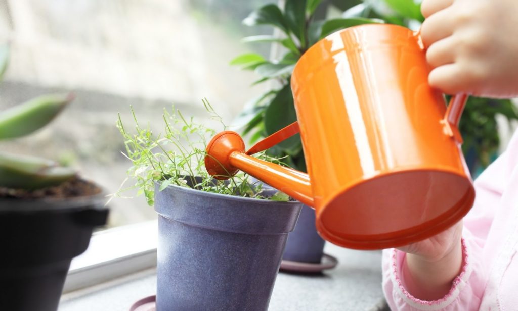 รดน้ำต้นไม้ในบ้าน