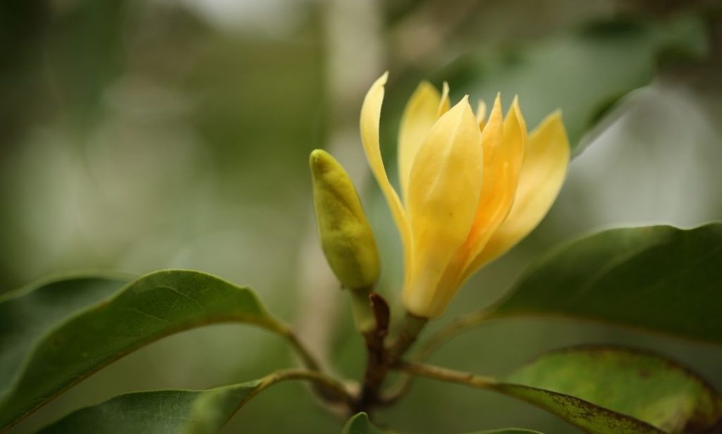 ดอกไม้ที่ทําชาได้