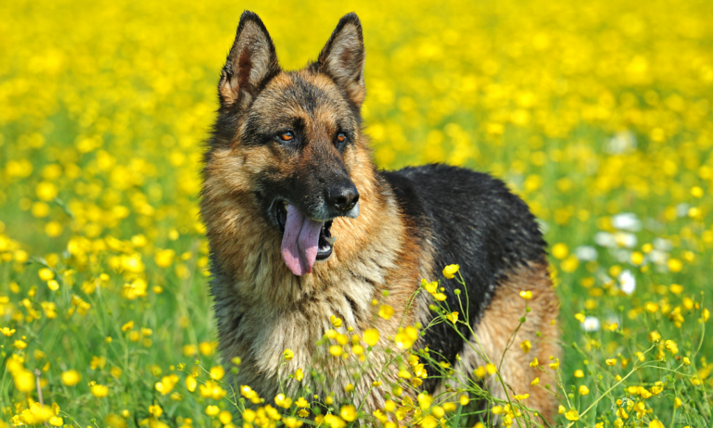 สุนัข สีแบล็คแทน