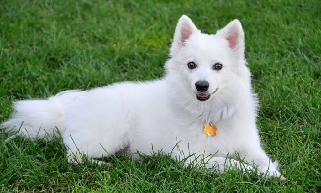 สุนัขสีขาว