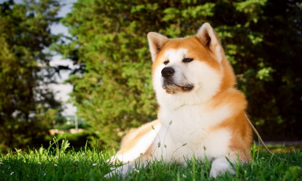 สุนัขไม่ค่อยเห่า