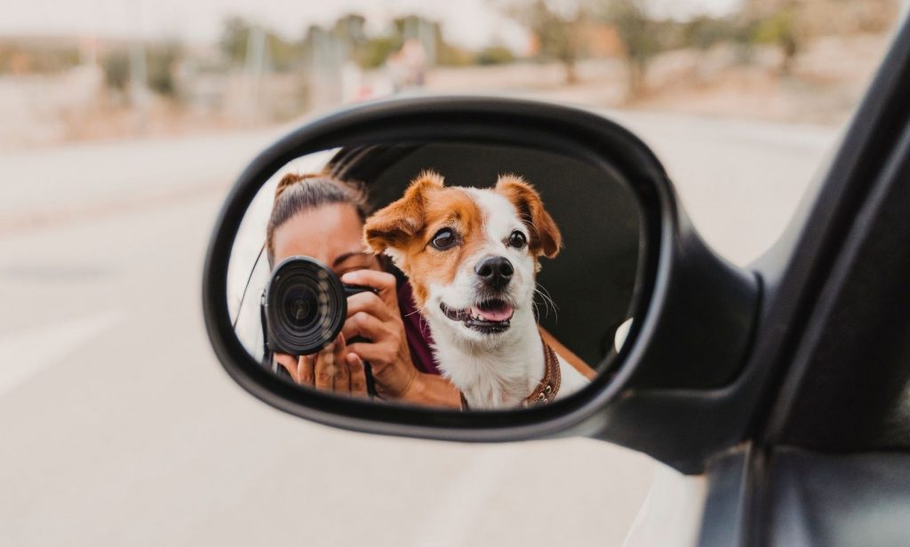 ออกกำลังกายสุนัข