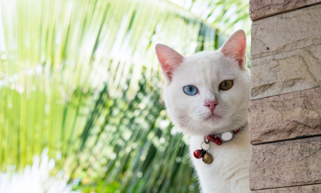 แมวสีขาว