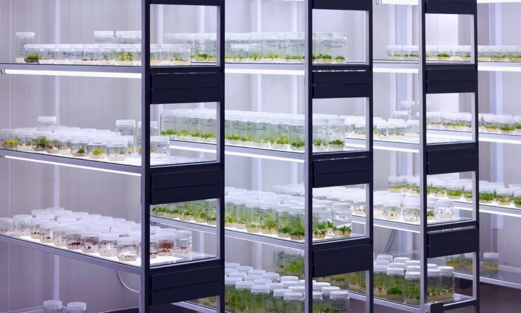 ไม้ด่างทำยังไง